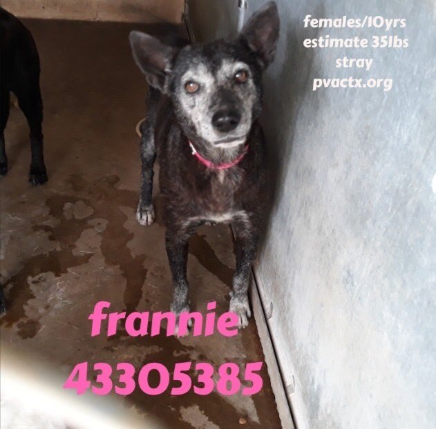 maggie_moon73's tweet image. Frankie 🆘#SENIOR🆘
10 years

Palm Valley Animal Center                 
Edinburg , TX 78539
Pet ID #43305385
Phone
(956) 686-1141 ext.21