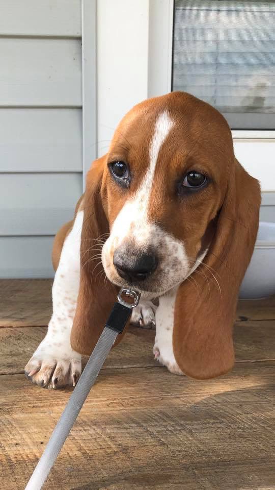 Kelsey_RaeLynn's tweet photo. And just like that I have a 6 month old...💕
#WillowGrace #BassetHound #DogMom https://t.co/fhE2wU8MkY