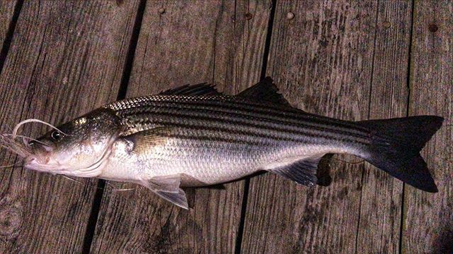 fall_fall's tweet photo. First #rockfish off the #magicdock ! Nice fish on my old #6wt and @tommyflies fly. @mossycreekflyfishing #tugisthedrug #onthefly https://t.co/GdzGRFpq7P https://t.co/A5auHcbCOw