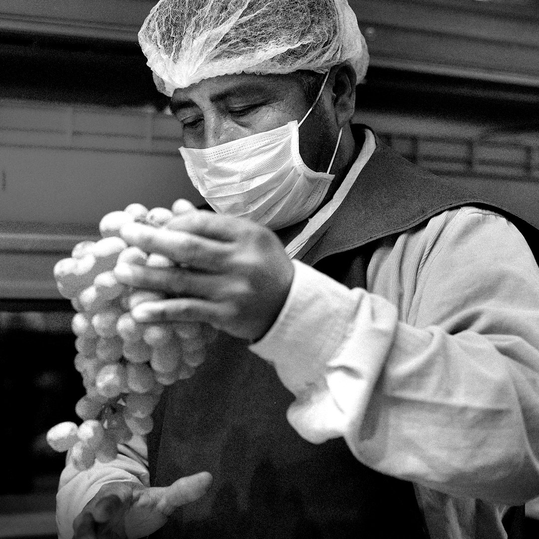 nativesmx's tweet photo. Con fotografías tanto en campo como de estudio, captamos el lado humano del proceso de empaquetado. #blackandwhite #portfolio #photography https://t.co/0TkH36lLjw