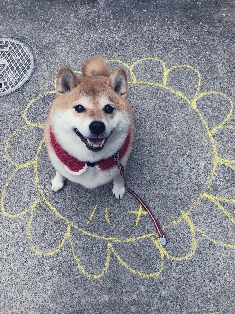 87shiba87's tweet photo. ´ω`)ﾉｵﾊﾖｫ。あたし❁⃘ハナ❁⃘ https://t.co/MBlmfac1oi