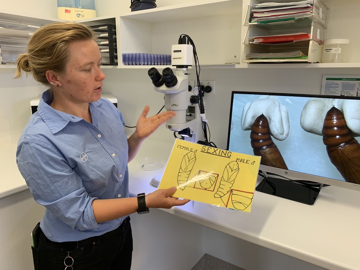 Bet our Saturday is more exciting than yours! As part of the International #Cotton Advisory Committee (<a href="/ICAC_cotton/">ICAC</a>) technical tour, today we’re learning how to determine the gender of Helicoverpa. Thanks  <a href="/Bayer4CropsAU/">Bayer AU 🇦🇺 | Crop Science</a>! #ausag #agchatoz #handsonlearning #ICACBrisbane