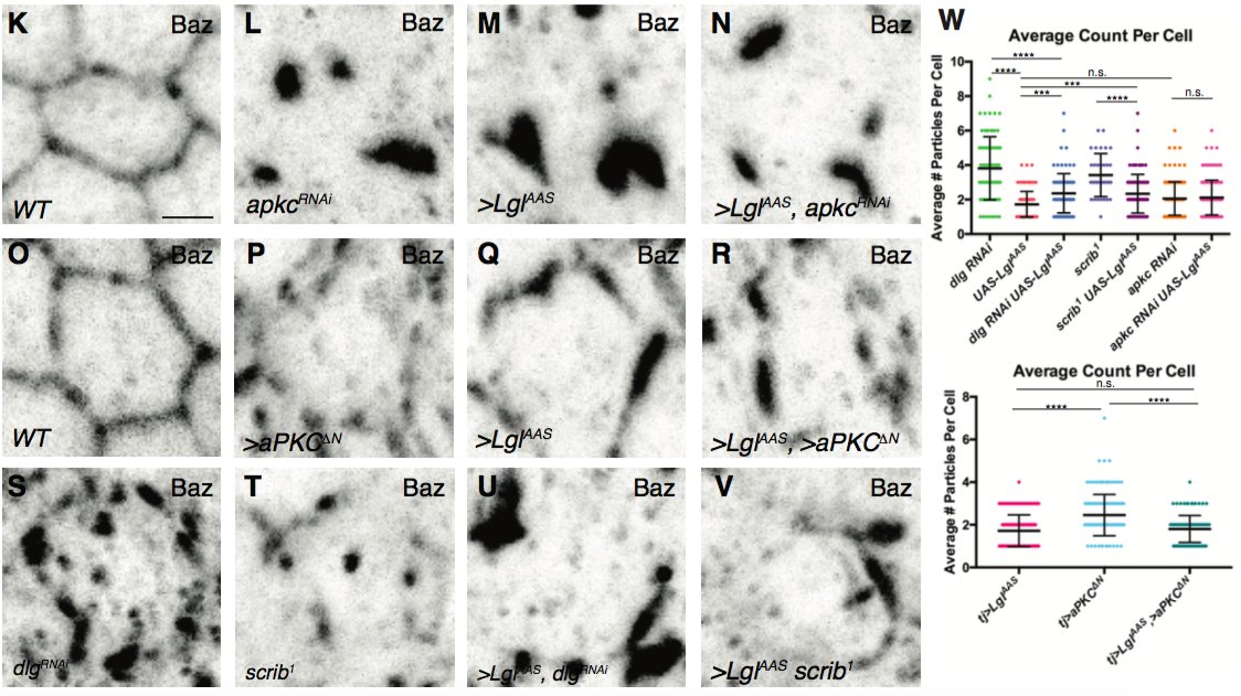 khourmark's tweet photo. Instead, by using a specific Lgl phosphomutant construct generated by @Polarity_i3S lab, we hypothesize that Scrib and Dlg enable the aPKC-inhibiting function of Lgl at the basolateral membrane by limiting phosphorylation of 2 key residues. https://t.co/jg1A1vRb13