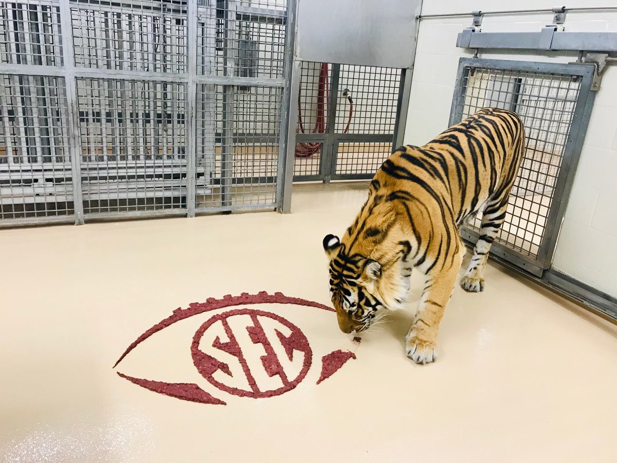 Mike VII tweet media