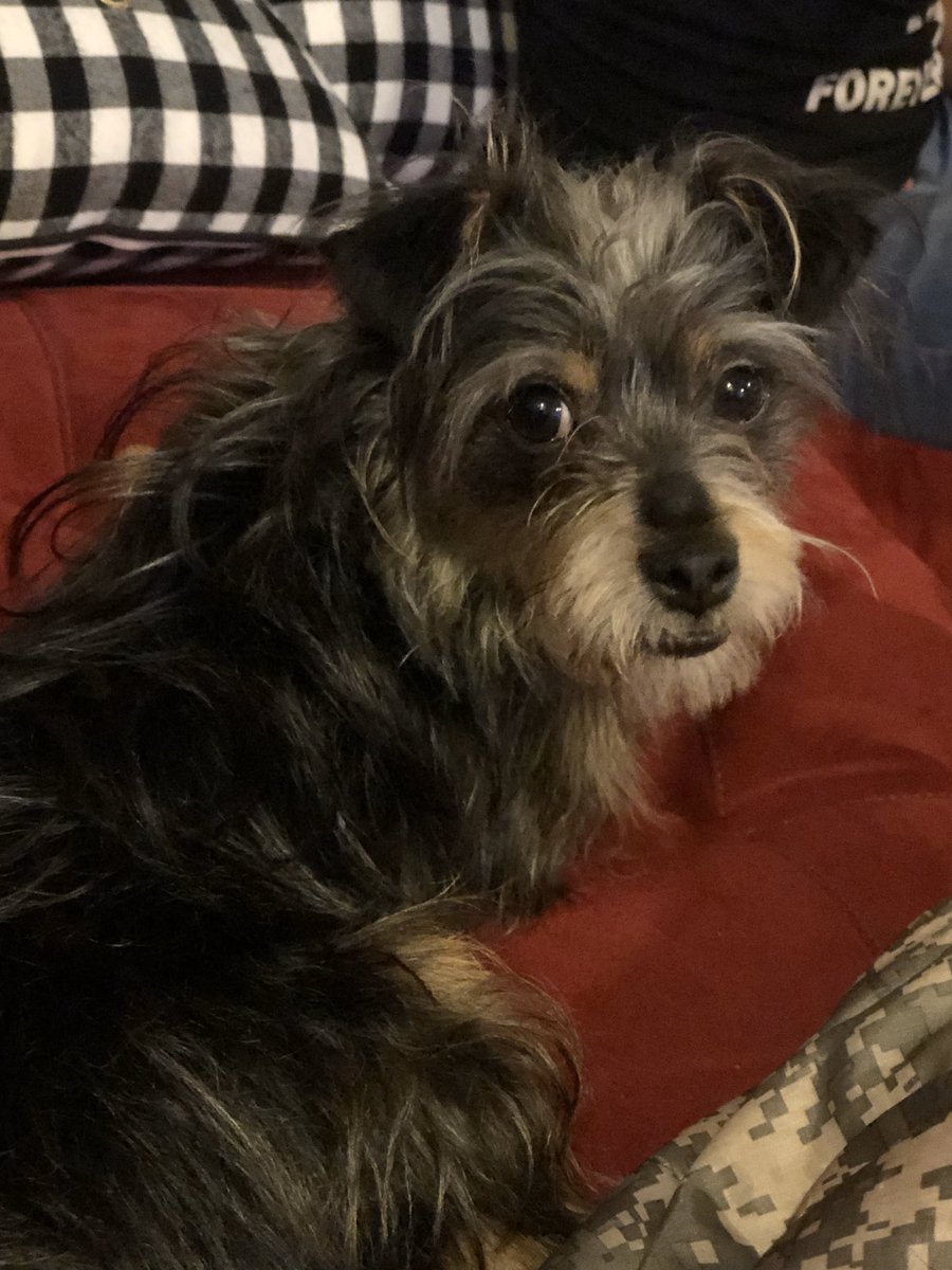 <a href="/OfficialLivePD/">Live PD on A&E</a> #LivePDDogNation