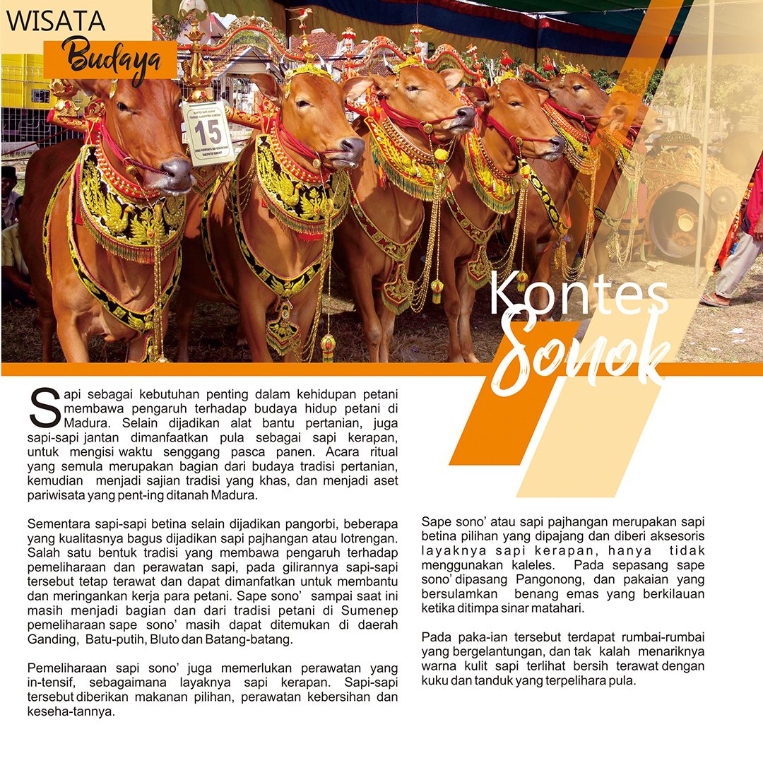 Kerapan Sapi adu cepat sapi jantan dan Sapi Sono' kontes fashion sapi betina