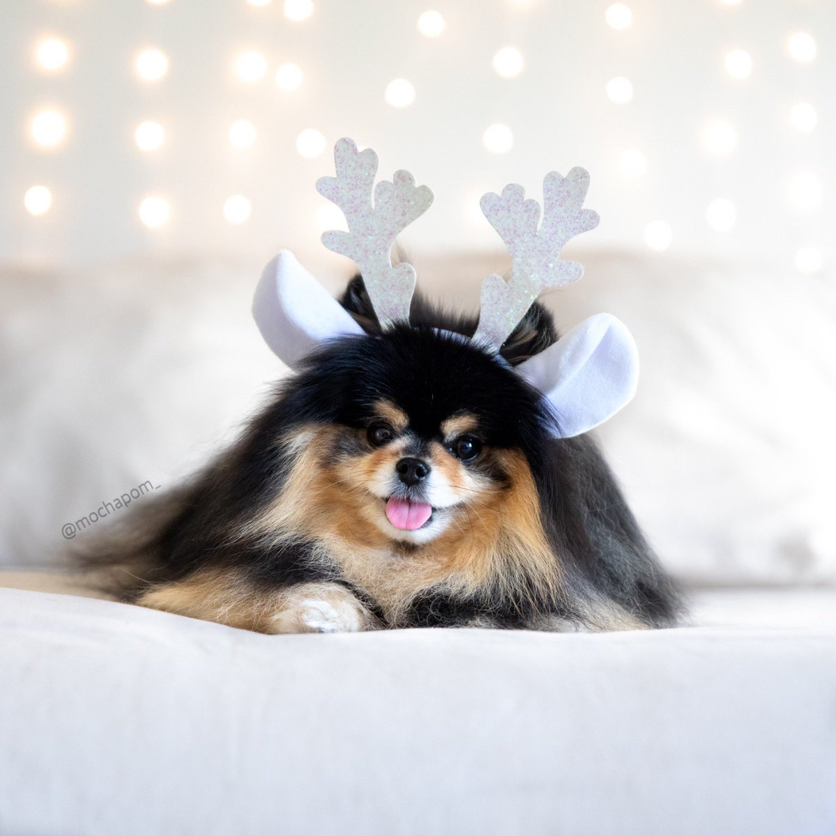 Ready to sleigh this weekend 🦌 #doggy #cute