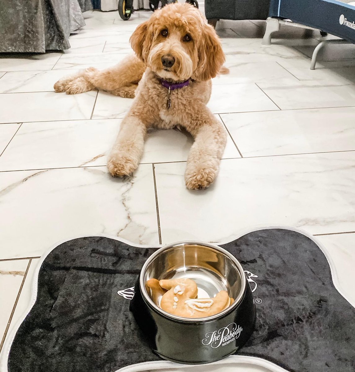 welcometo901's tweet photo. RT @PeabodyMemphis: Dogs deserve vacations too! Piper is living her best life at the "South's Grand Hotel." #PeabodyPets #PreferredPets https://t.co/qxxL2SG37c