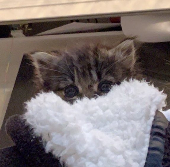 tinycherrysubin's tweet image. my babie said hi 🥺