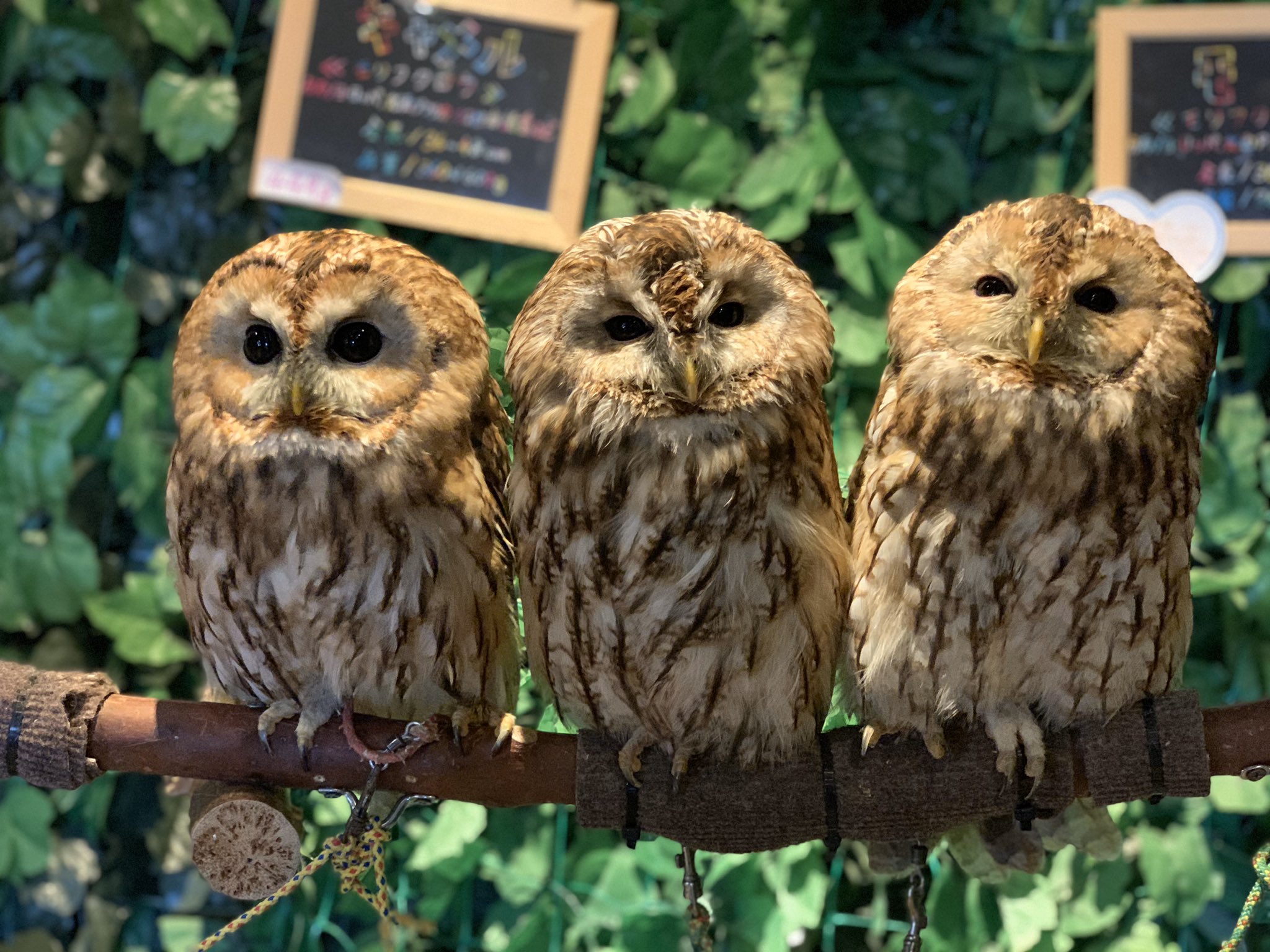 توییتر ふくろうカフェ楽園 公式 در توییتر 毎日寒さが身にしみますね フクロウさん達も寄り添って暖をとってます ふくろうカフェ楽園 フクロウカフェ楽園 ふくろうカフェ フクロウカフェ Owlcafe Cafe カフェ アニマルカフェ ふくろう フクロウ