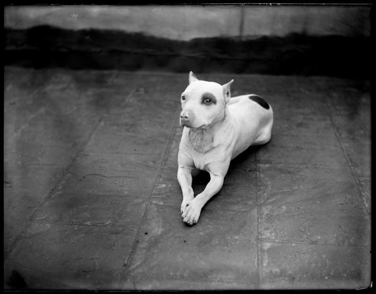 Dog Training, ca. 1900