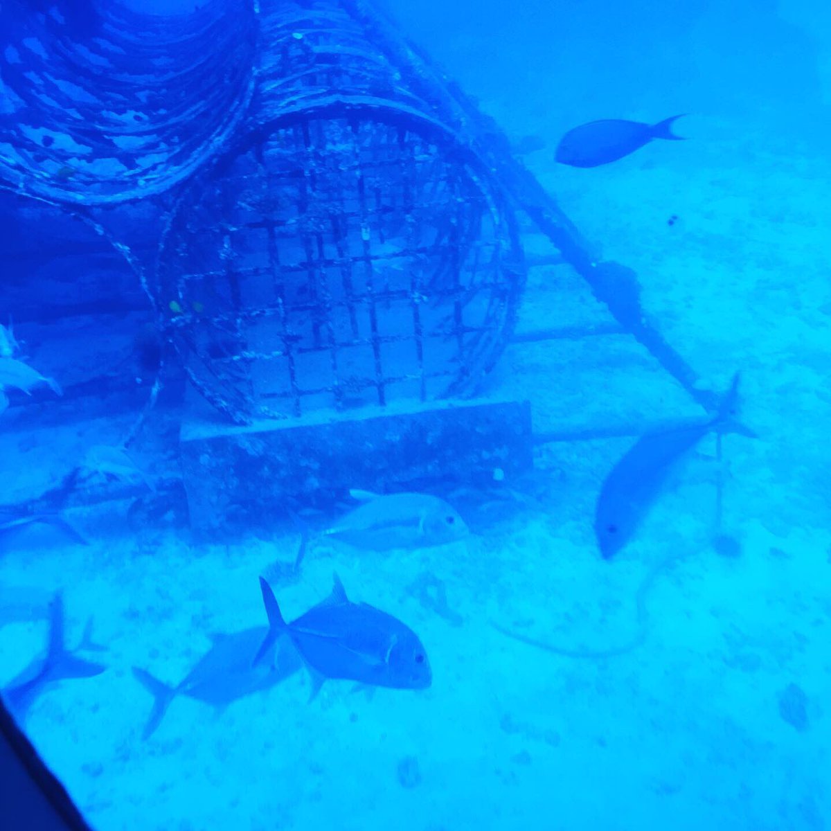 tkt058's tweet photo. I ride on the #atlantissubmarine .
Many fishes live in many dumped ships.
I was surprised!
#photo #atlantissubmarines #atlantissubmarineswaikiki #アトランティス潜水艦ツアー #Hawaii #Waikiki #fish #写真好きな人と繋がりたい #photo #Submarines #submarinetour https://t.co/uXGwNQfuvk