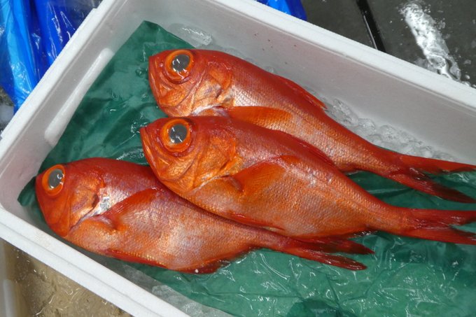 キンメダイの特徴 見分け方 写真から探せる魚図鑑