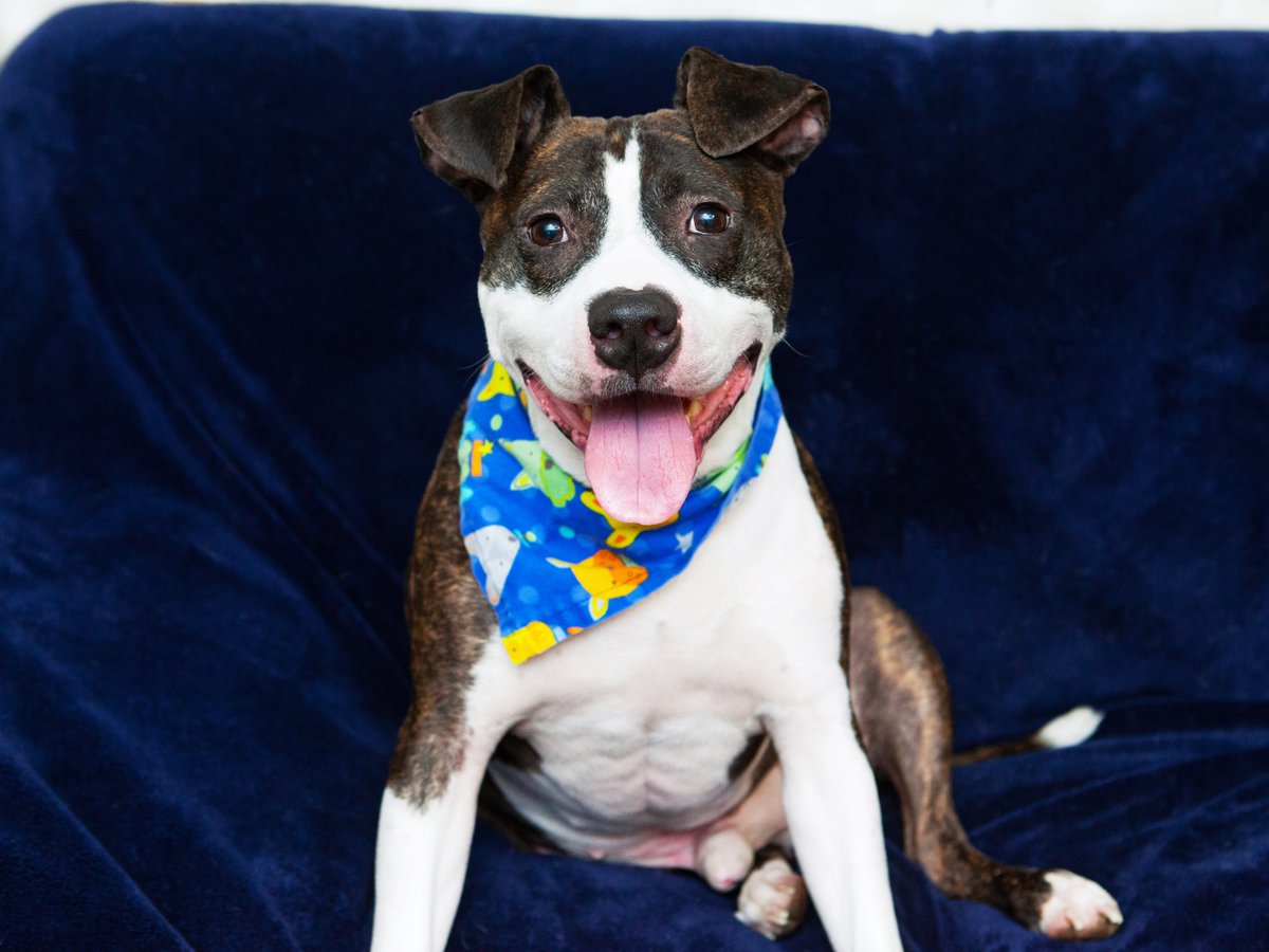 Friends of Lucas County Dogs tweet media