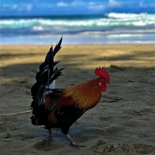 Ian_Pyott's tweet image. The luckiest chicken at the ass of the world ift.tt/367m1Dm ift.tt/1qCVNQo