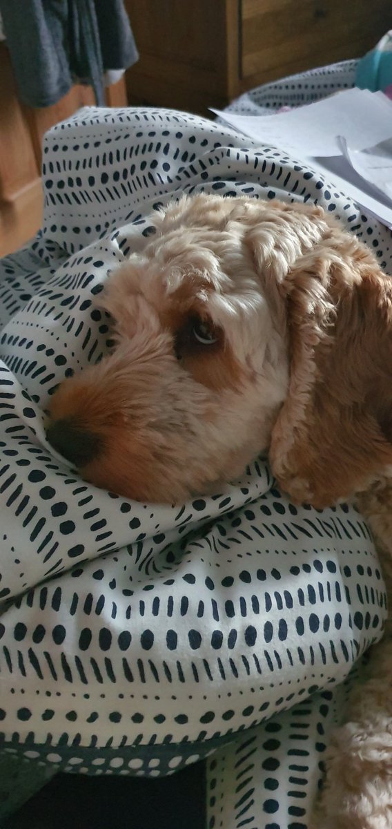 CockapooMaeve's tweet image. Mummy is telling me off for chewing everything.....🐶