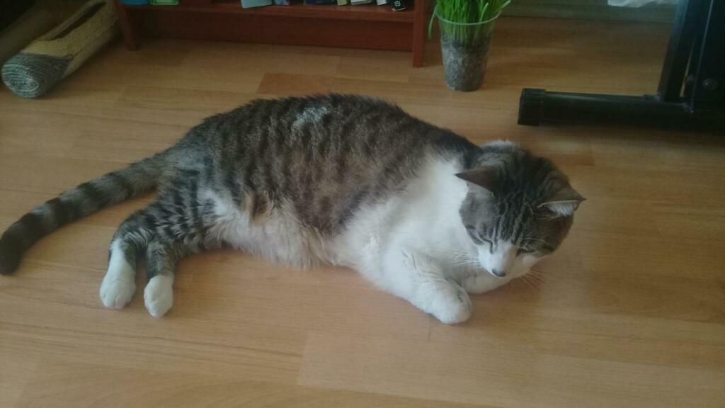 welikekittens's tweet photo. This is my cat, Muchi, who’s suffering from a kidney problem and doesn’t have as much time as he once had. I’m not asking for anything, just wanted him to be noticed at least by some people before he leaves us. #cats #cutecats #bestmeow https://t.co/nUc4lxrb6f