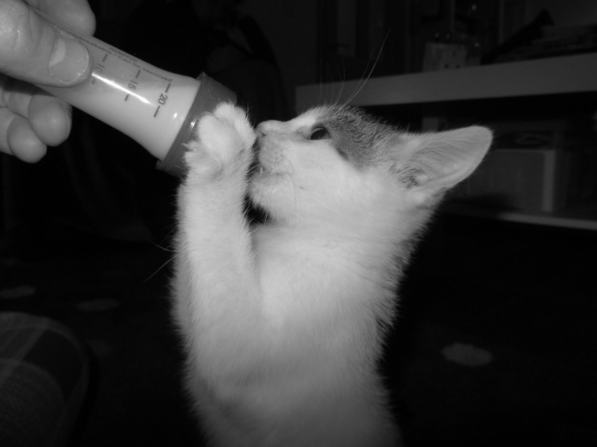 f1refly1r's tweet photo. Cute when he feeds 🥰 #cats #citten https://t.co/cj58x2nx32