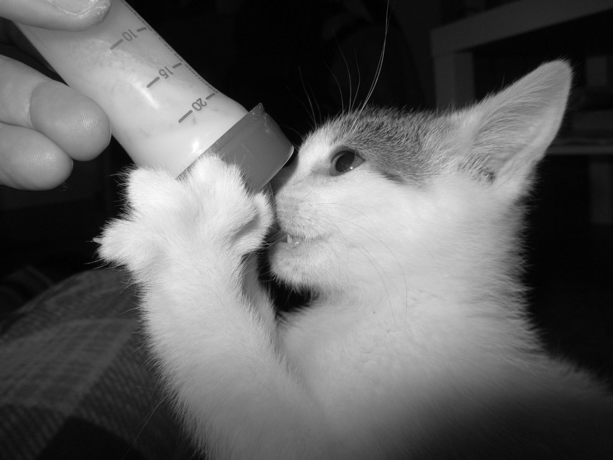 f1refly1r's tweet photo. Cute when he feeds 🥰 #cats #citten https://t.co/cj58x2nx32