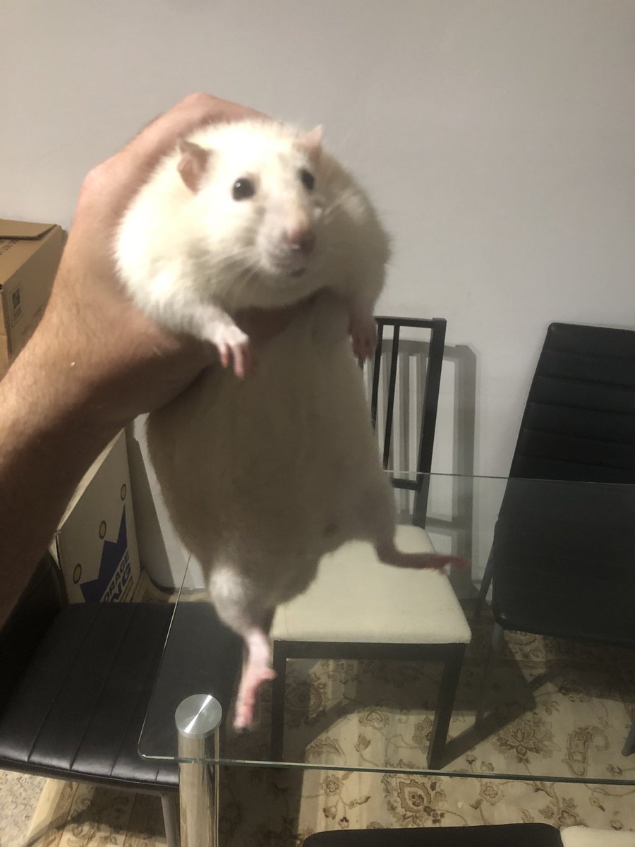 blairscritch's tweet photo. #Maxymoo down to 683g. Finally shed to below 700! https://t.co/JDlQdXASRv