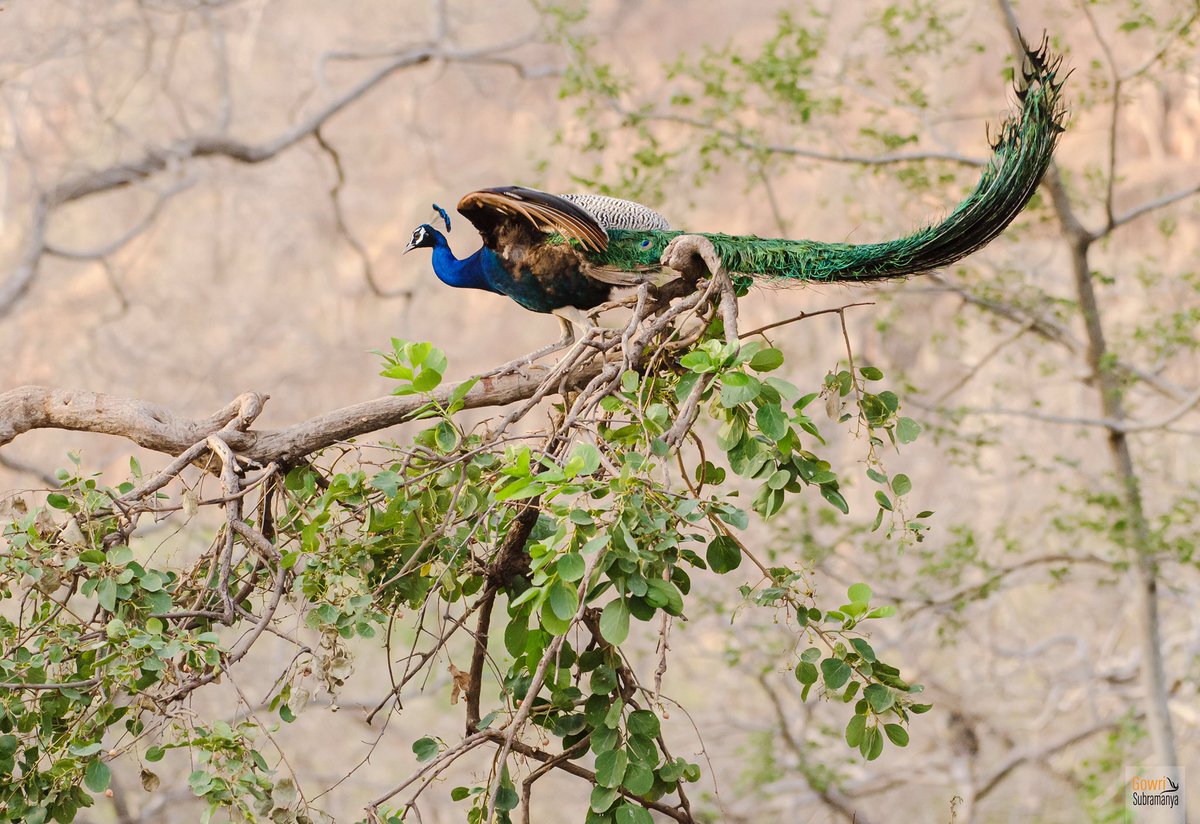 aliceonaroll's tweet photo. Why leave out the national bird? 

#Ranthambhore #Birding #Wildlife #NaturePhotoDaily https://t.co/JwvHiqCLSv