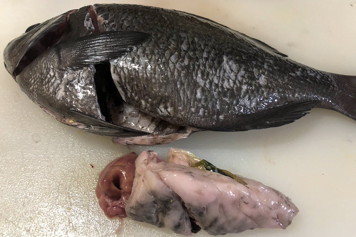 やい グレの内臓脂肪 美味しいんだろうな サバはアニサキスがいた気がしたから冷凍しました にしても骨にいっぱい身がついてるね Twitter家庭料理部 魚捌き やい グレの内臓脂肪 美味しいんだろうな サバはアニサキスがいた気がしたから冷凍しました にしても骨にいっぱい身がついてるね Twitter家庭料理部 魚捌き