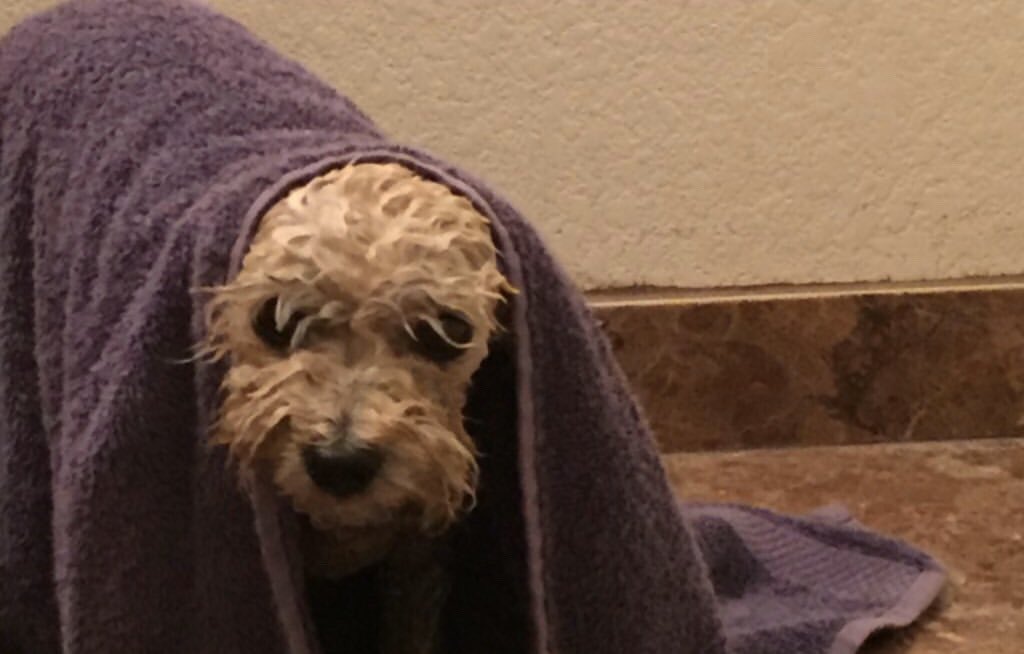 abby237abby's tweet photo. Tucsonans please help me find my baby girl 🥺 https://t.co/oRXPqHiUky
