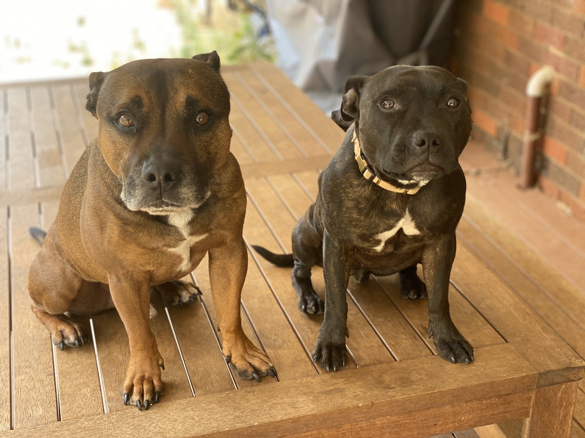 Happy Saturday peeps 🐶 #staffypatrol #jager #ruby #itstheweekend #saturdaymood #couplegoals #coupleselfie #staffylovers #staffymoments #staffydaily #staffygram #weekendfeels #staffys #staffies #englishstaffys #englishstaffies #dogselfies #petselfies