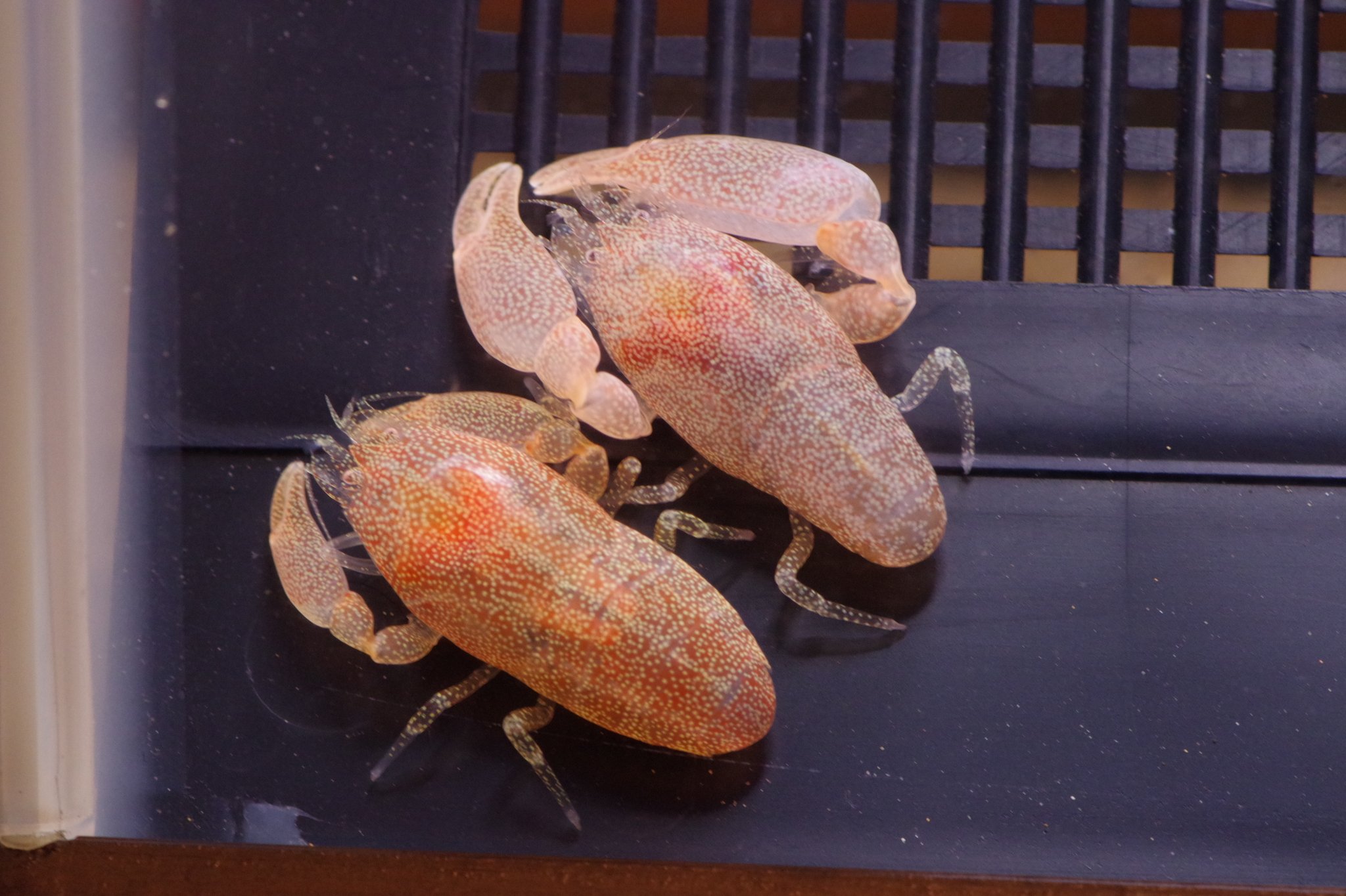 俺が工藤 カクレエビでめちゃくちゃフォロワーさん増えてるぞ 笑 カクレエビはタイラギという二枚貝の中に住んでるエビだぞ 愛でてよし 食べてよし 標本にしてよし 3拍子揃った素晴らしいエビだ T Co 0w3vxsrqzf Twitter 俺が工藤 カクレエビでめちゃくちゃフォロワーさん増えてるぞ 笑 カクレエビはタイラギという二枚貝の中に住んでるエビだぞ 愛でてよし 食べてよし 標本にしてよし 3拍子揃った素晴らしいエビだ T Co 0w3vxsrqzf Twitter