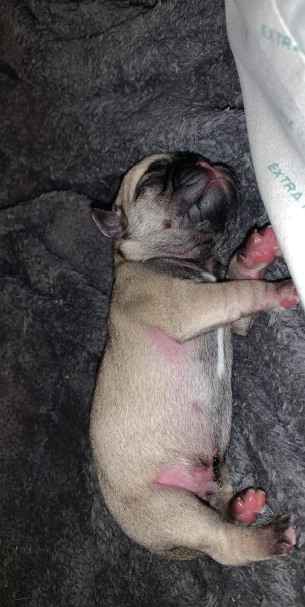 kiralane14's tweet photo. Pug puppies are the cutest 🥰 https://t.co/9XqMH41GkD