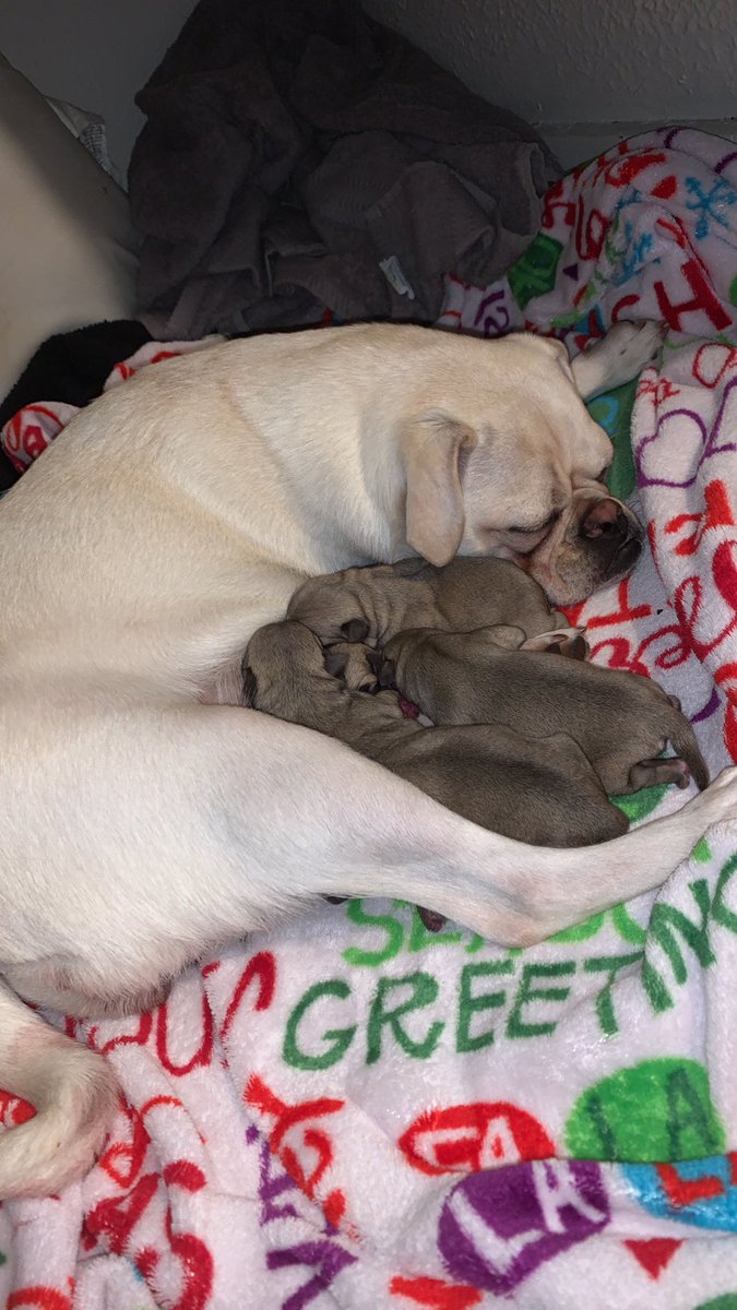 kiralane14's tweet photo. Pug puppies are the cutest 🥰 https://t.co/9XqMH41GkD