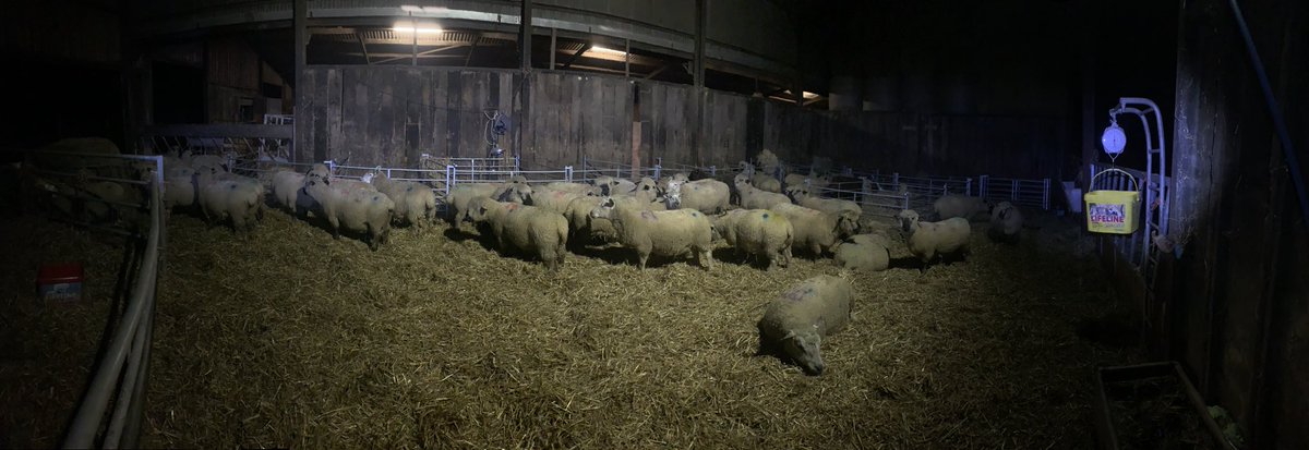 Come on girls! I’m nearly ready for you! #hampshiredownsheep #charollaissheep #rumenco #scotmin #lambing