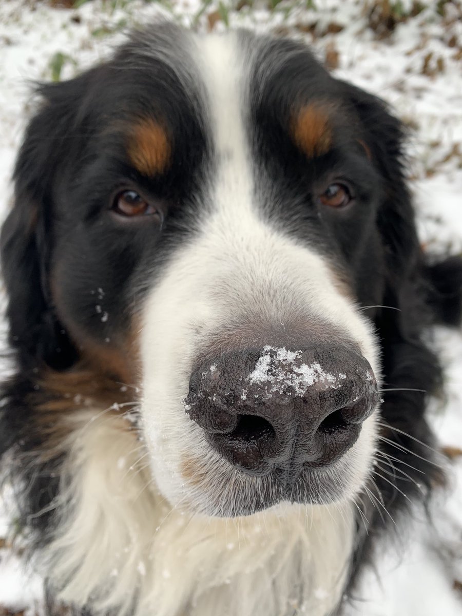 雪食べてるイヌ 