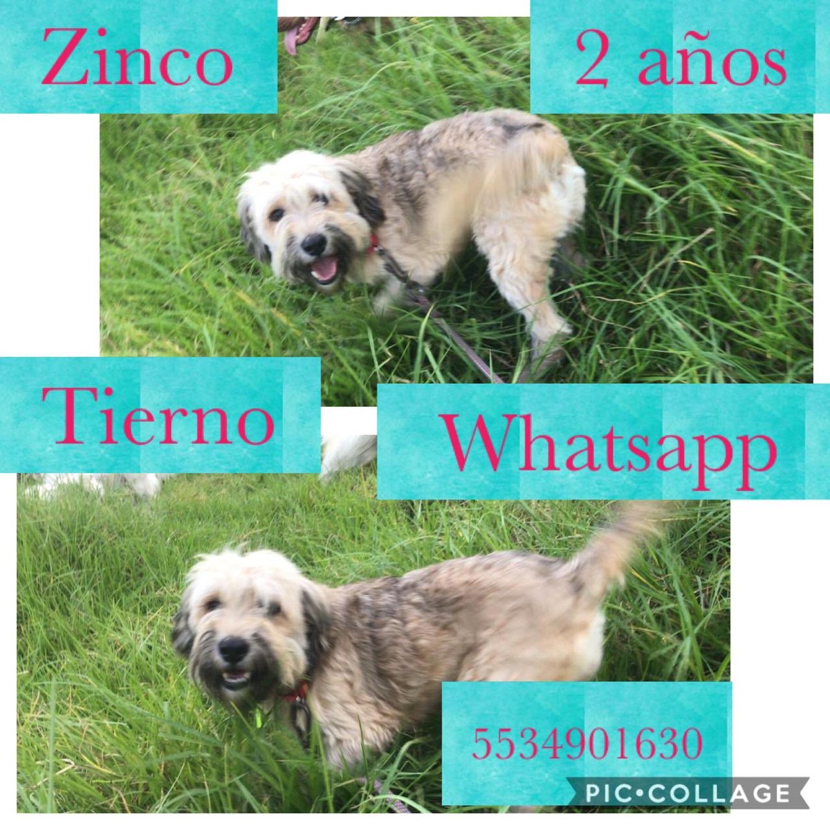 CangelesMexico's tweet photo. Nuestros adoptables #cángeles https://t.co/RVVxr7bo5p