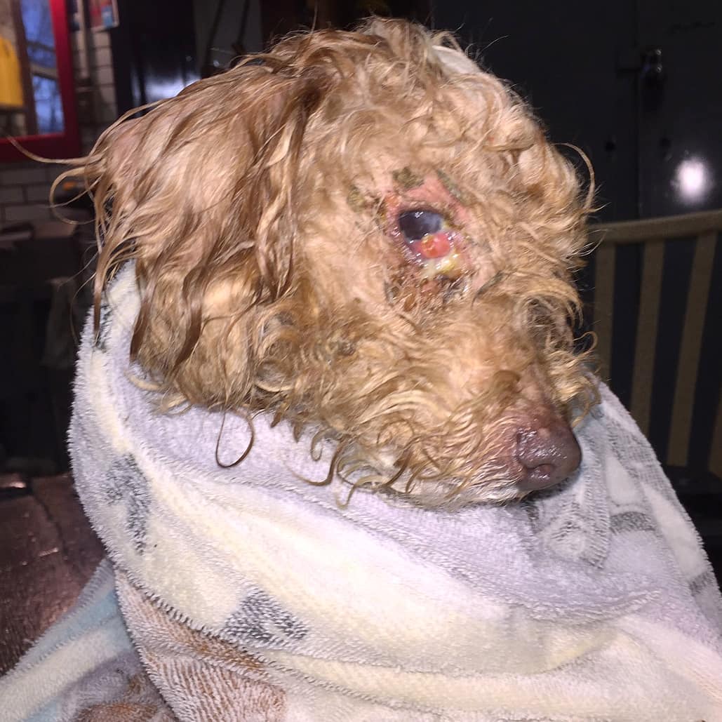 Dog in terrible condition just picked up from #Detroit #firefighters #DFD 

Follow our work here: instagram.com/p/B5wR4XmF2l2/…