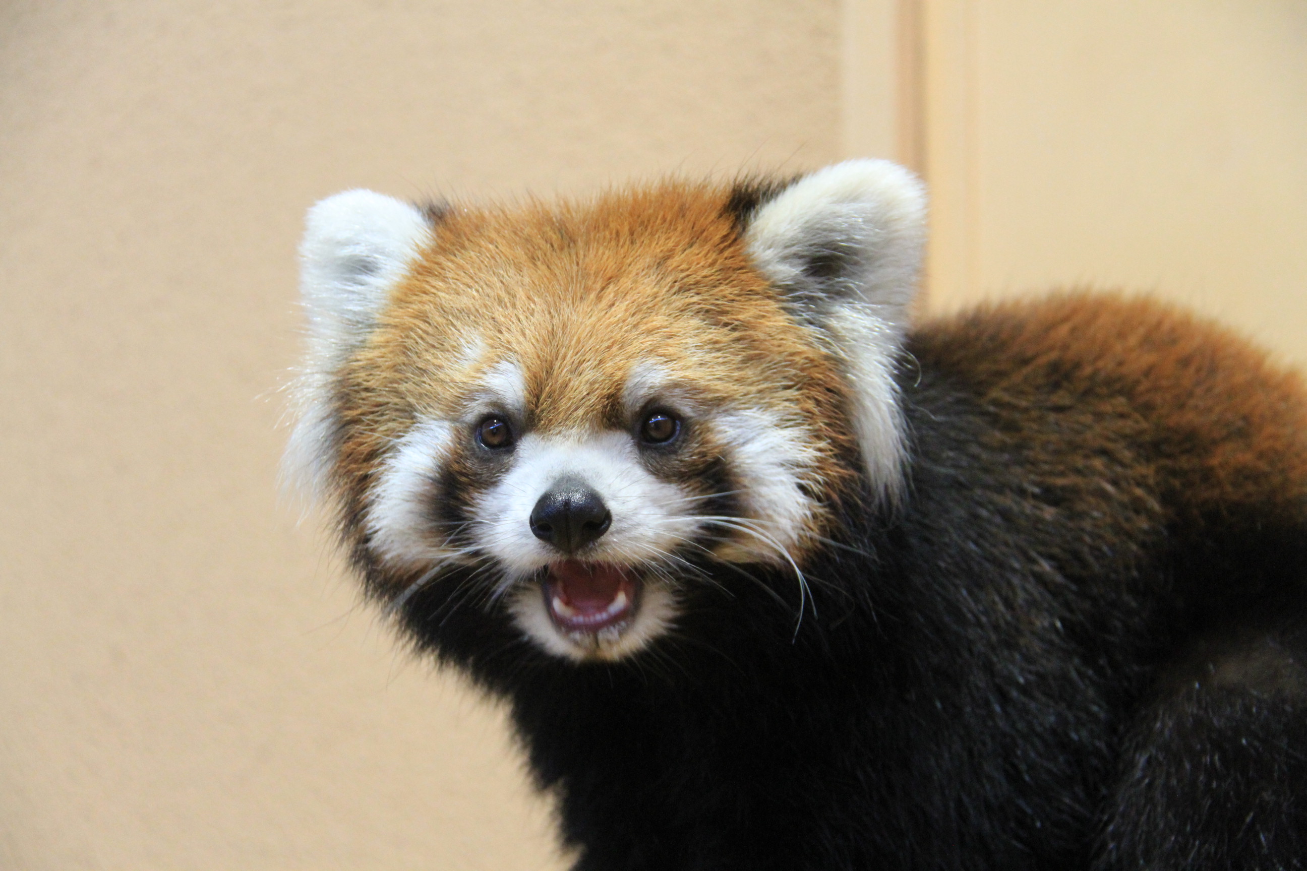 レッサーパンダ シセンレッサーパンダ | 動物図鑑 | ZFC.jp