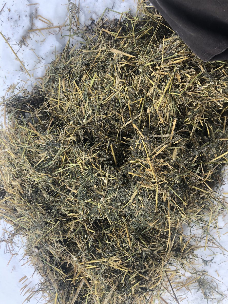 Rob_wunder on Twitter "My favourite way to feed cows! Checking from a heated truck cab!Chowing