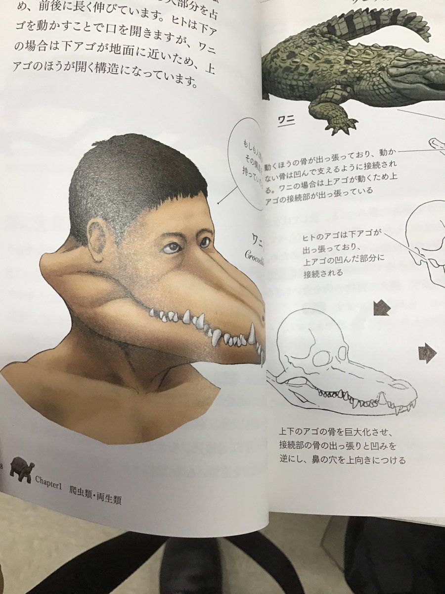 カメの甲羅はあばら骨 Twitter Search