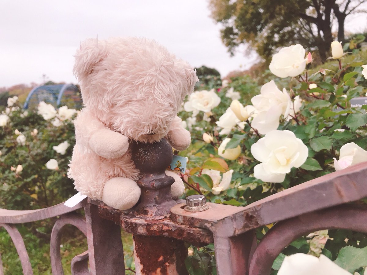 __toydoll's tweet photo. 撮ってもらったんだぁ ～ 🧸📸
これはね 、シーソーに
乗ってるんだようシーソー 、！ https://t.co/Gcyn7G6ohy