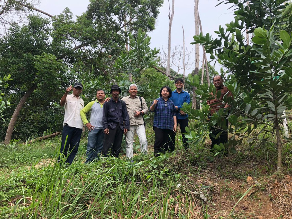 BaralHimlal's tweet photo. Calophyllum inophyllum for #cleanenergy, #LandscapeRestoration and #biodiversity 
@CIFOR
@nifos_news
@ICRAF
@GlobalLF
@IEABioenergy
@World_Bioenergy
https://t.co/16ZCWPyTzV https://t.co/w91PRUuiis