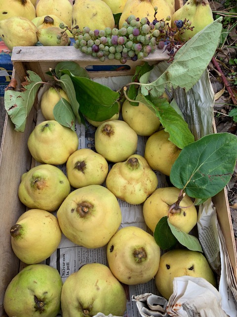 CincCuina's tweet image. El #codony,  el sol de la tardor, el nom del primer post del blog, ha fet 8 anys 
Codonys del #codonyer de l'hort de casa.
#Codonyat, #ratafia #alliolidecodony #Cydoniaoblonga
Un #llibre i, una #recepta cada any. 
Avui, amb els queden, nova recepta amb un bon cuiner.
#cuinacinc