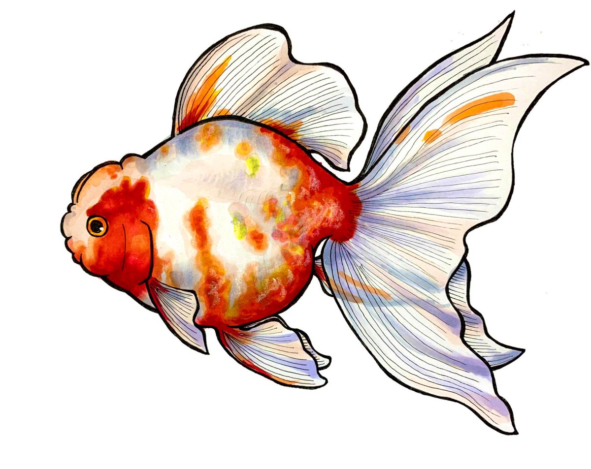 エレガント金魚 イラスト 美しい花の画像