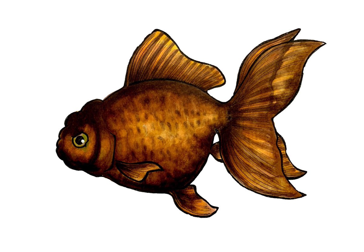 Akari A Twitter カワセミ水族館で展示している金魚ちゃんの新入りを描きました 金魚のイラストを描いた後の達成感がクセになるのよねぇ 笑 カワセミ水族館 金魚イラスト 桜東錦 紅葉茶金