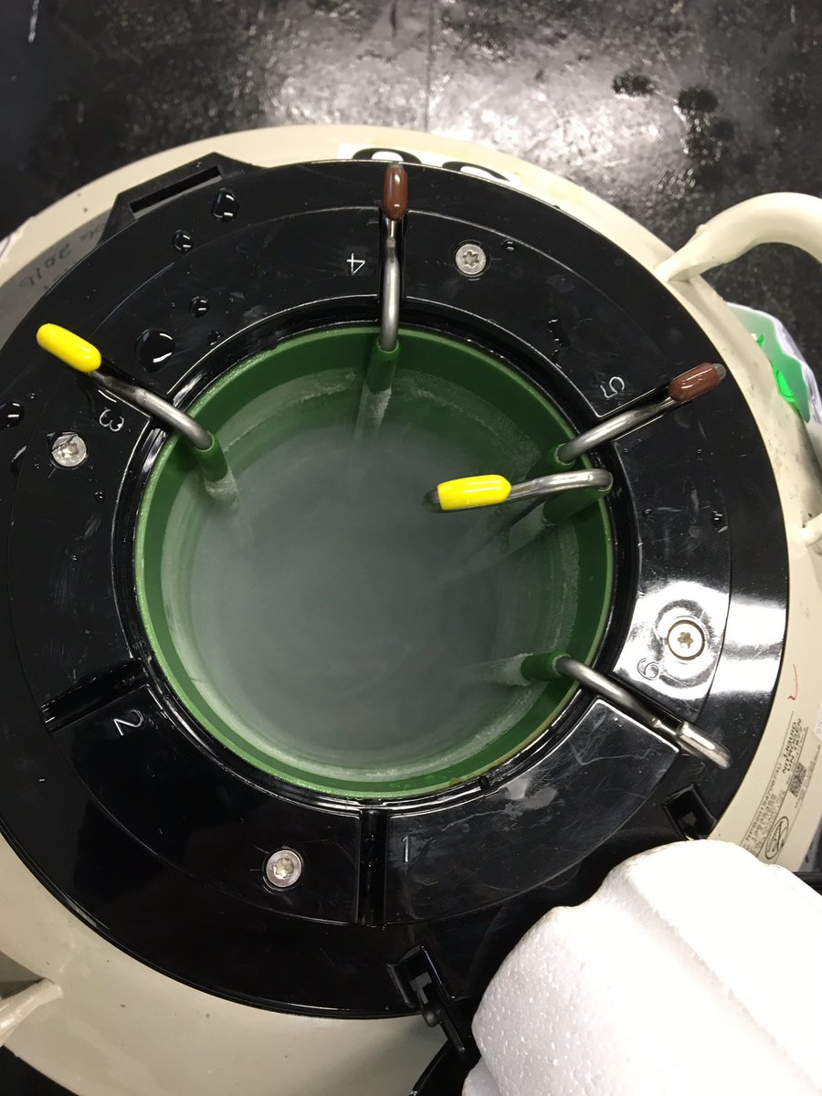 HGSalmonUK's tweet photo. Busy week in our Hatchery. Cryopreserved milt used to fertilise green eggs for a customer then logging them in and placing into the hatchery for incubation. https://t.co/PEjTCoWr2K
