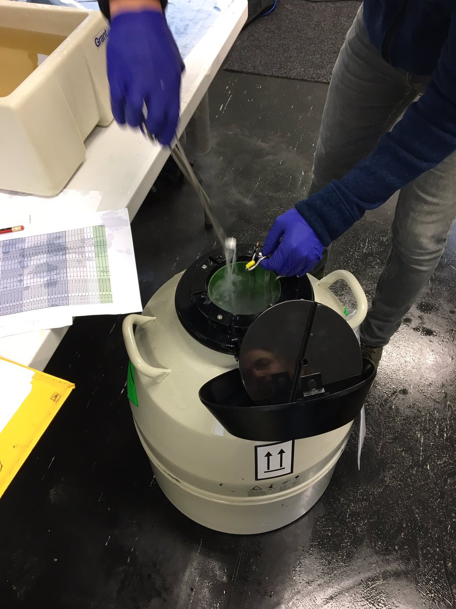 HGSalmonUK's tweet photo. Busy week in our Hatchery. Cryopreserved milt used to fertilise green eggs for a customer then logging them in and placing into the hatchery for incubation. https://t.co/PEjTCoWr2K
