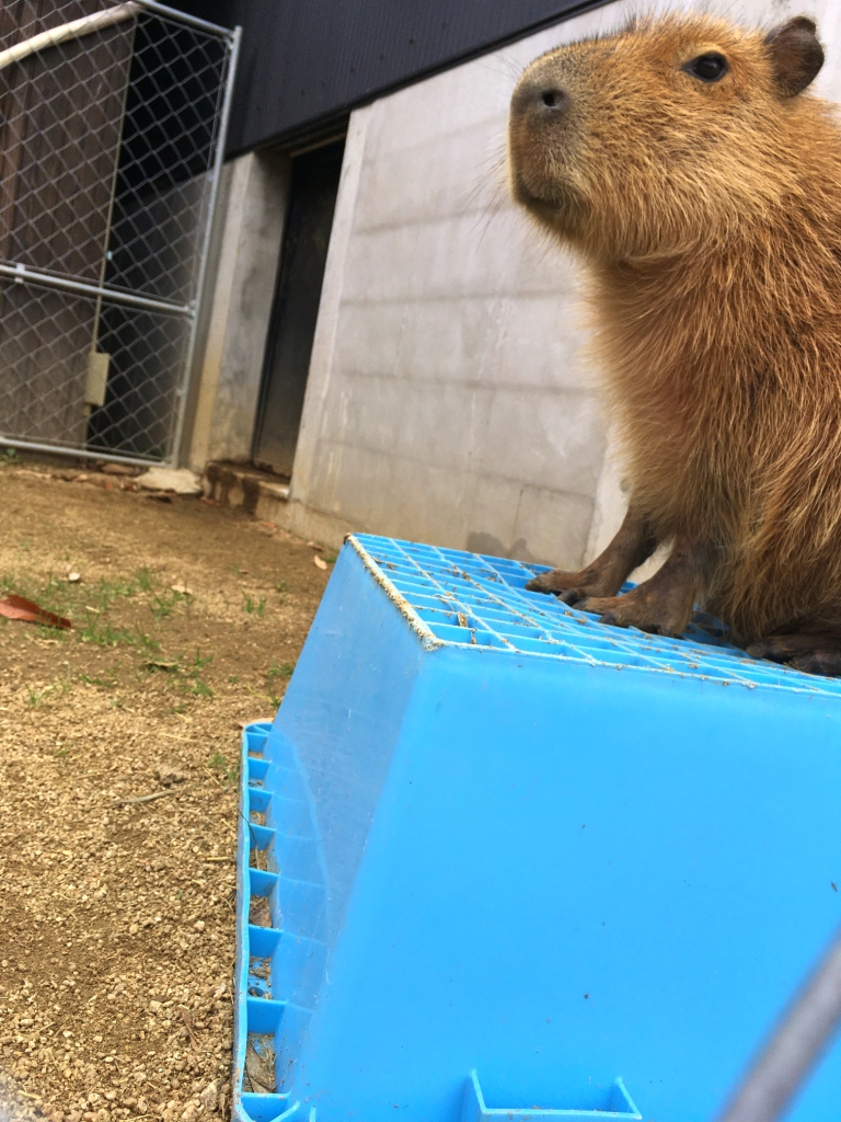 姫路市 姫路セントラルパークに カピバラ温泉 が登場し 可愛い過ぎると話題になっているそうです 号外net 姫路市