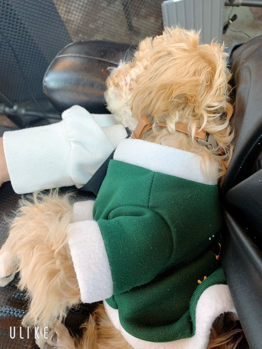 CoachRaise's tweet image. Best Hairshop have puppy