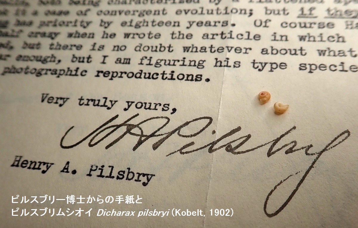 kaibakka's tweet photo. #貝類今日は何の日 1862年12月7日、世界的貝類学者ピルスブリー（Henry A. Pilsbry）が米国アイオワシティに生誕。フジツボが貝と考えられ時代は貝類学者が研究したが、節足動物と判った後もフジツボを研究した最後の貝類学者という。京都の平瀬介館から送られた日本産貝類を数多く新種記載した。 https://t.co/xMbdQDF9Ch