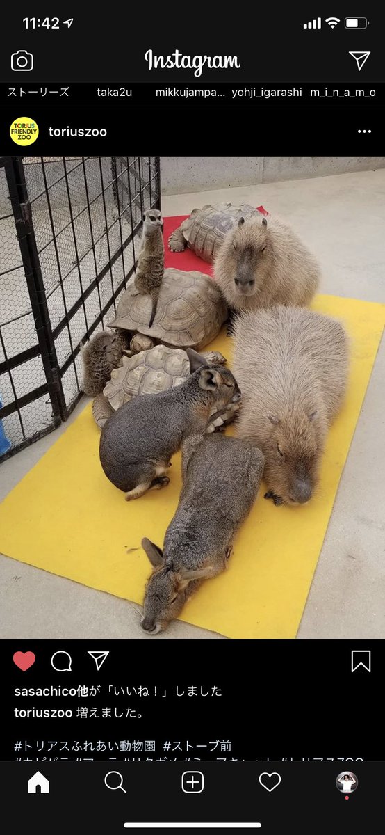 福岡のトリアスふれあい動物園のインスタを見るのが幸せすぎて日課と化してます、、、