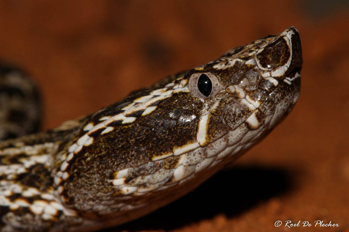 Reptilandia's tweet photo. Please read our article in the new Ballena Tales, about the costarican hognosed pitvipers ! Or come and see them eat on friday ! #snake #dominical #thingstodo https://t.co/6BVQOlr2Rk